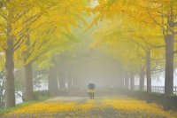 658 - AUTUMN LEAVES - NAMKOONG BONGOK - korea, republic of <div